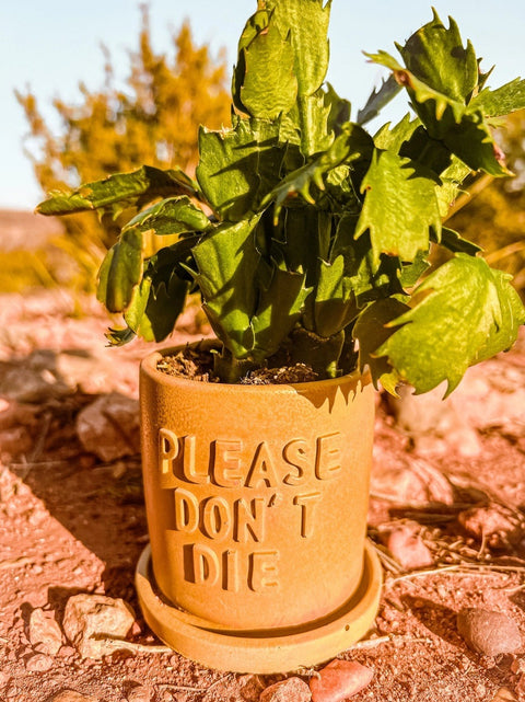 Please Don't Die Concrete Planter-Planters-nikal + dust